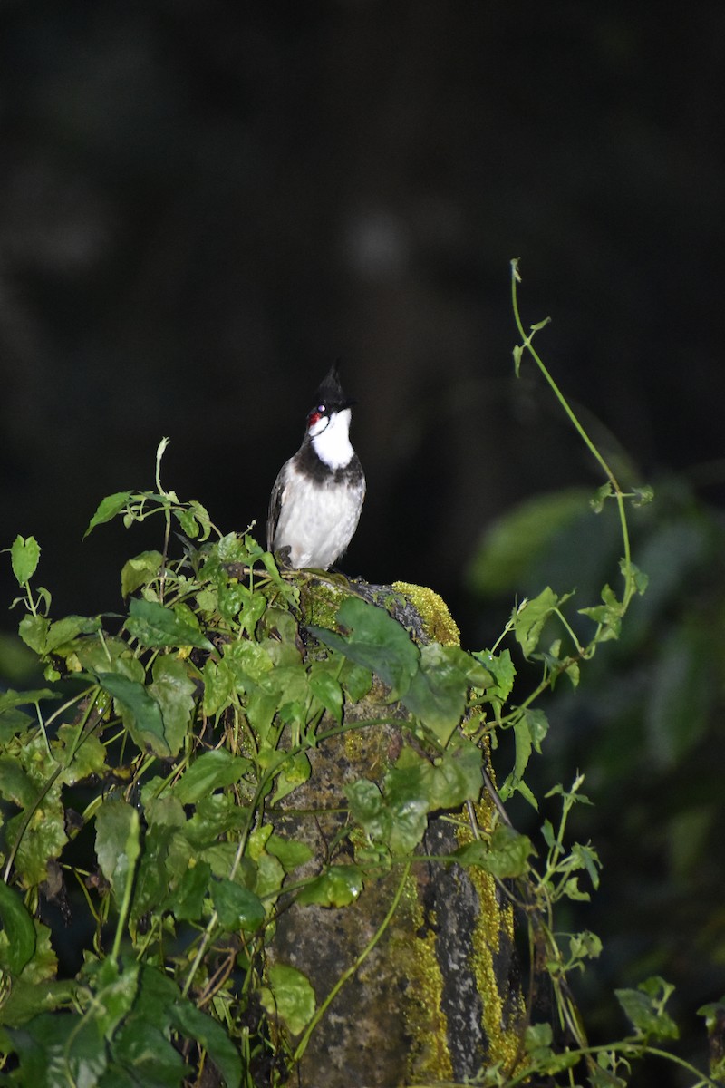 Red-whiskered Bulbul - ML624223193