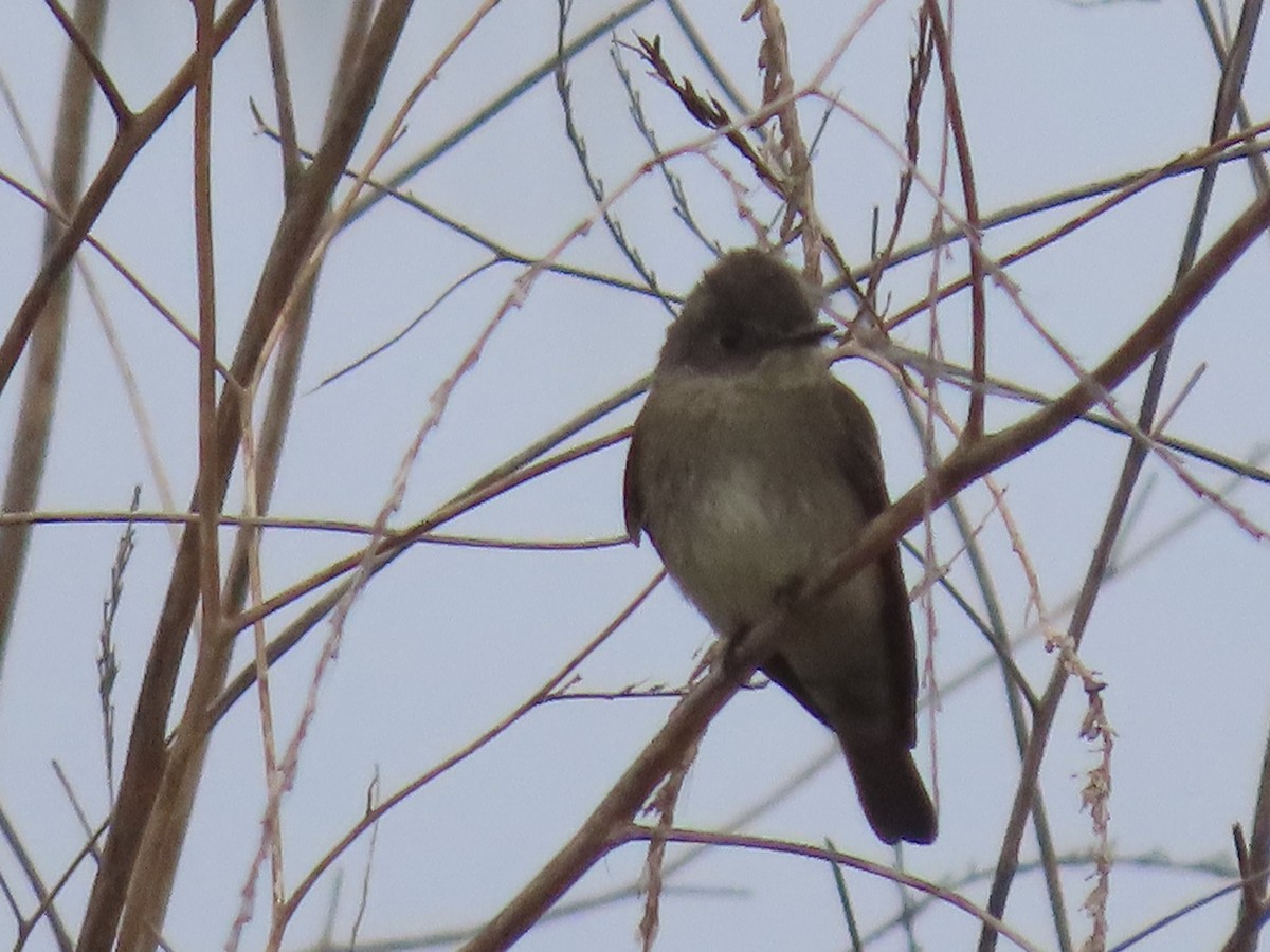 Western Wood-Pewee - ML624223227