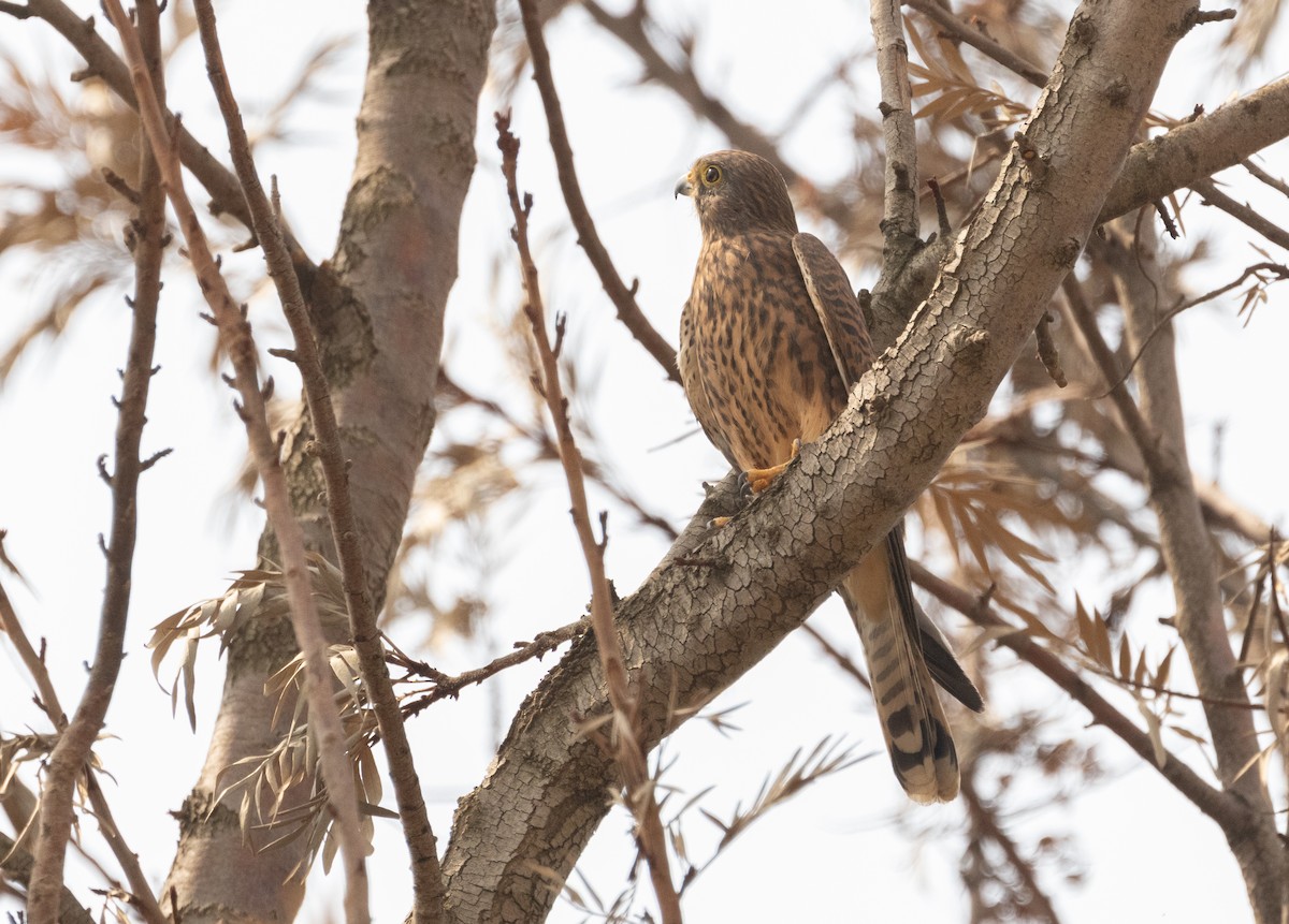 Eurasian Kestrel - ML624223230