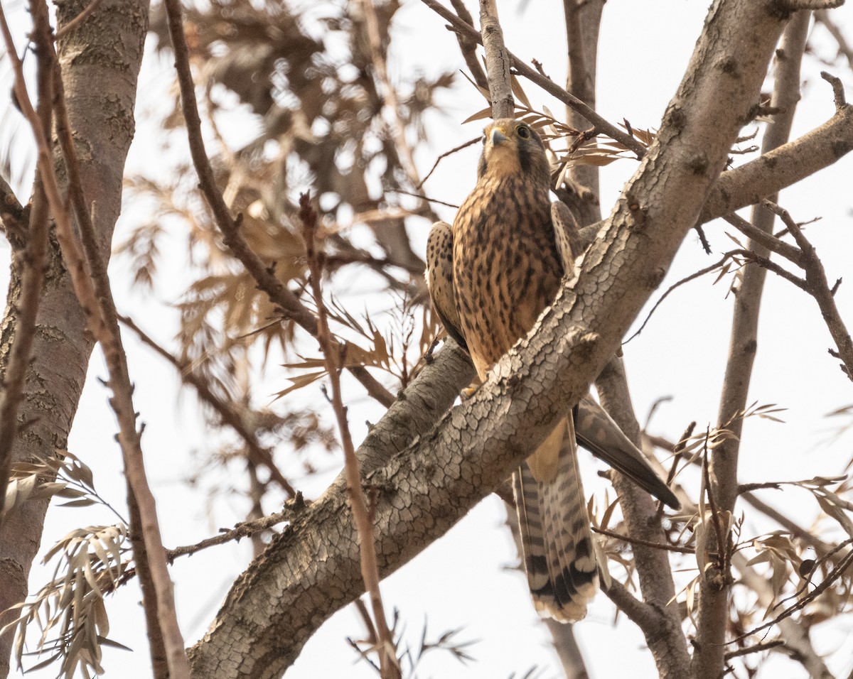 Eurasian Kestrel - ML624223231