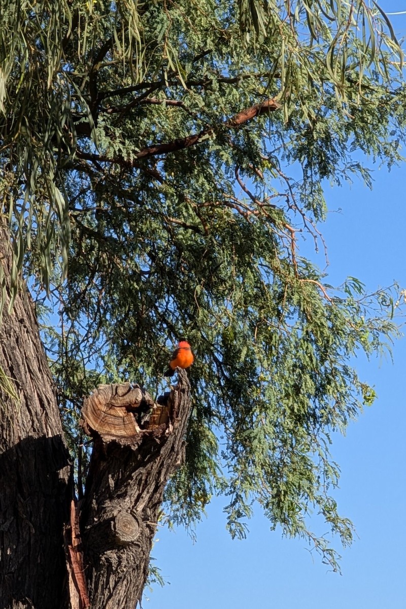 Vermilion Flycatcher - ML624223249