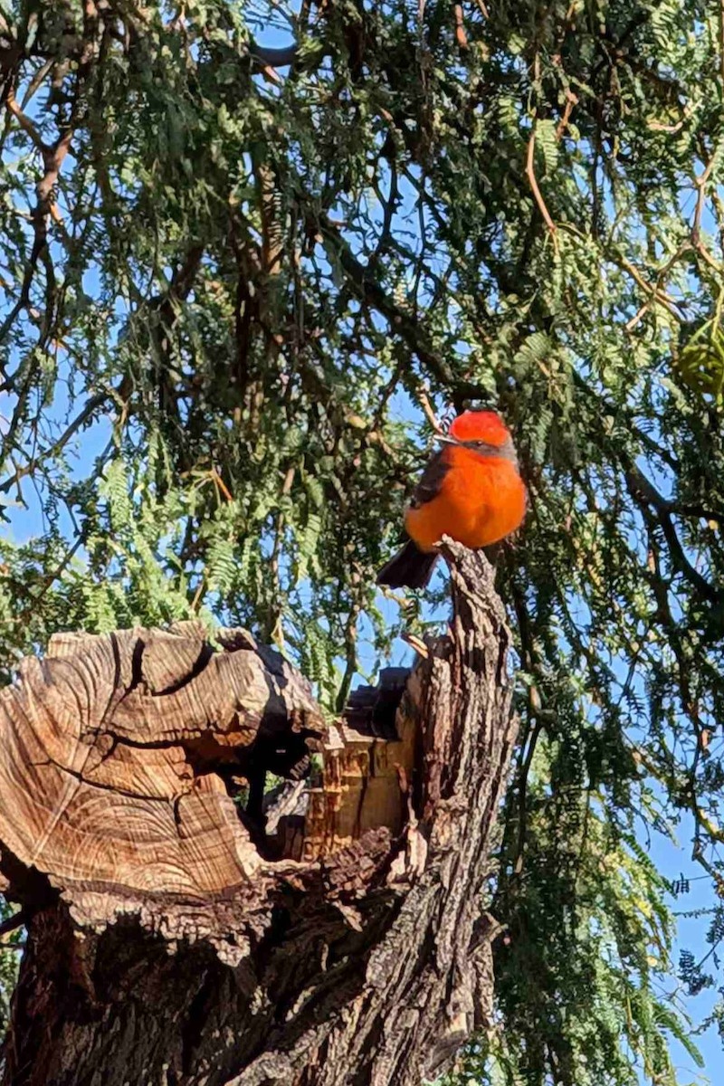 Vermilion Flycatcher - ML624223250