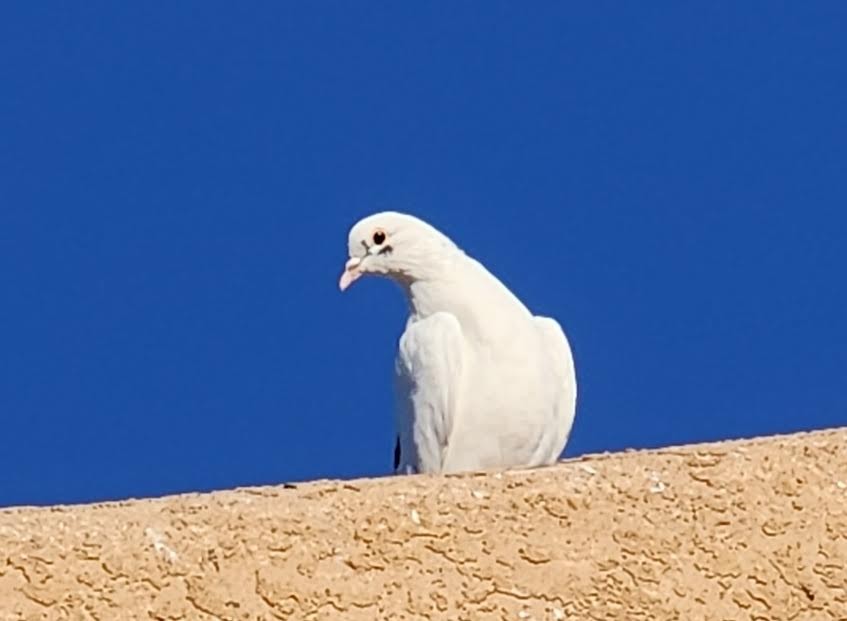 Rock Pigeon (Feral Pigeon) - ML624223262