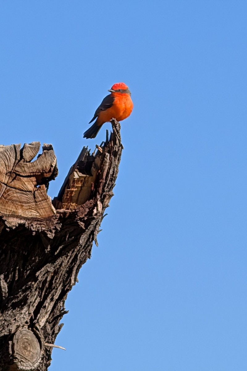 Vermilion Flycatcher - ML624223263
