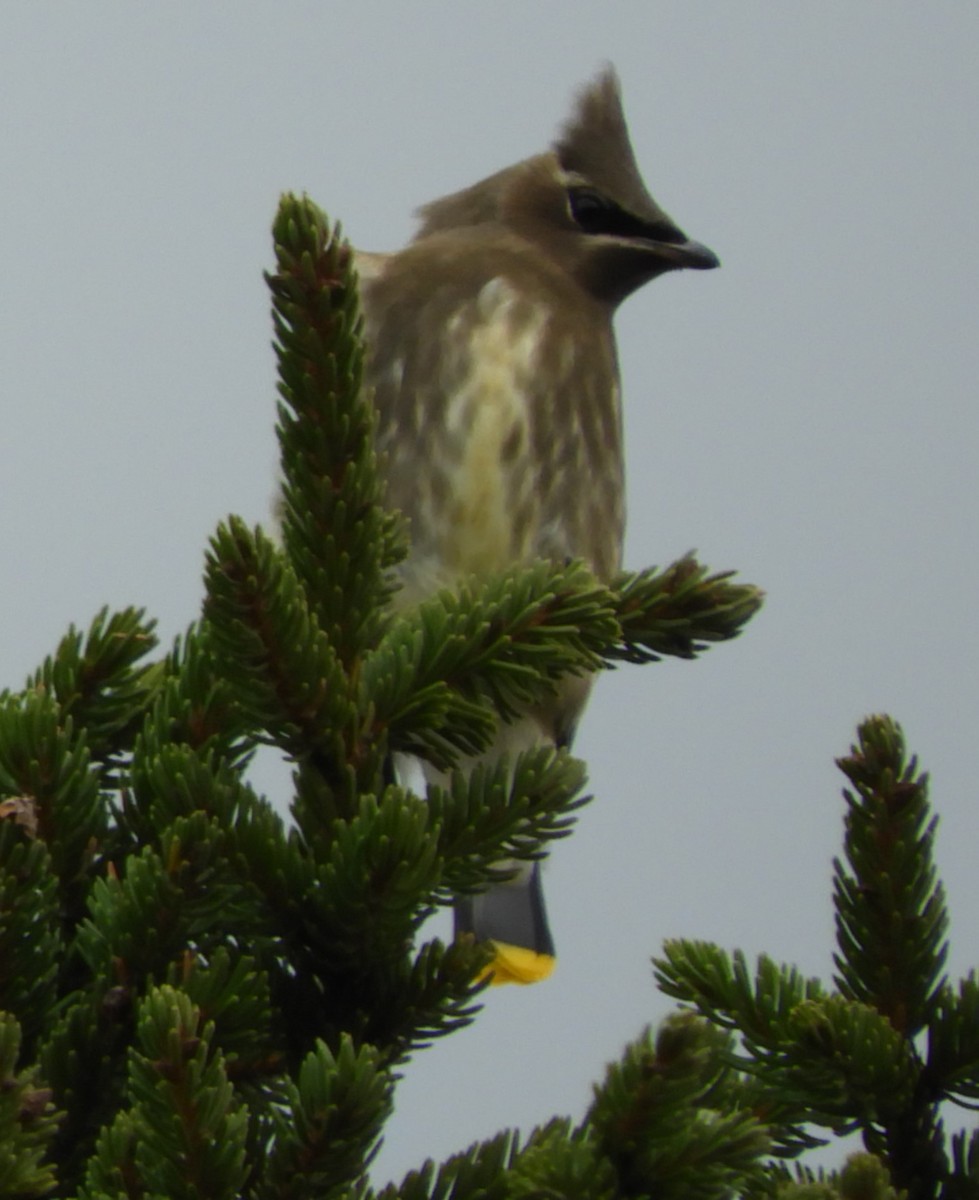 Cedar Waxwing - ML624223269