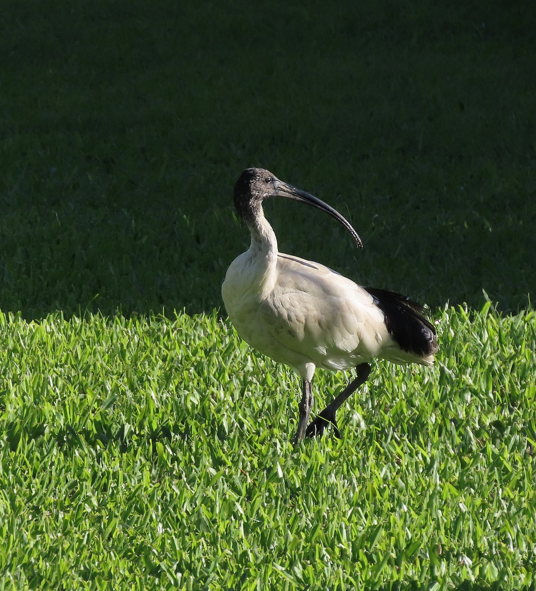 Australian Ibis - ML624223272