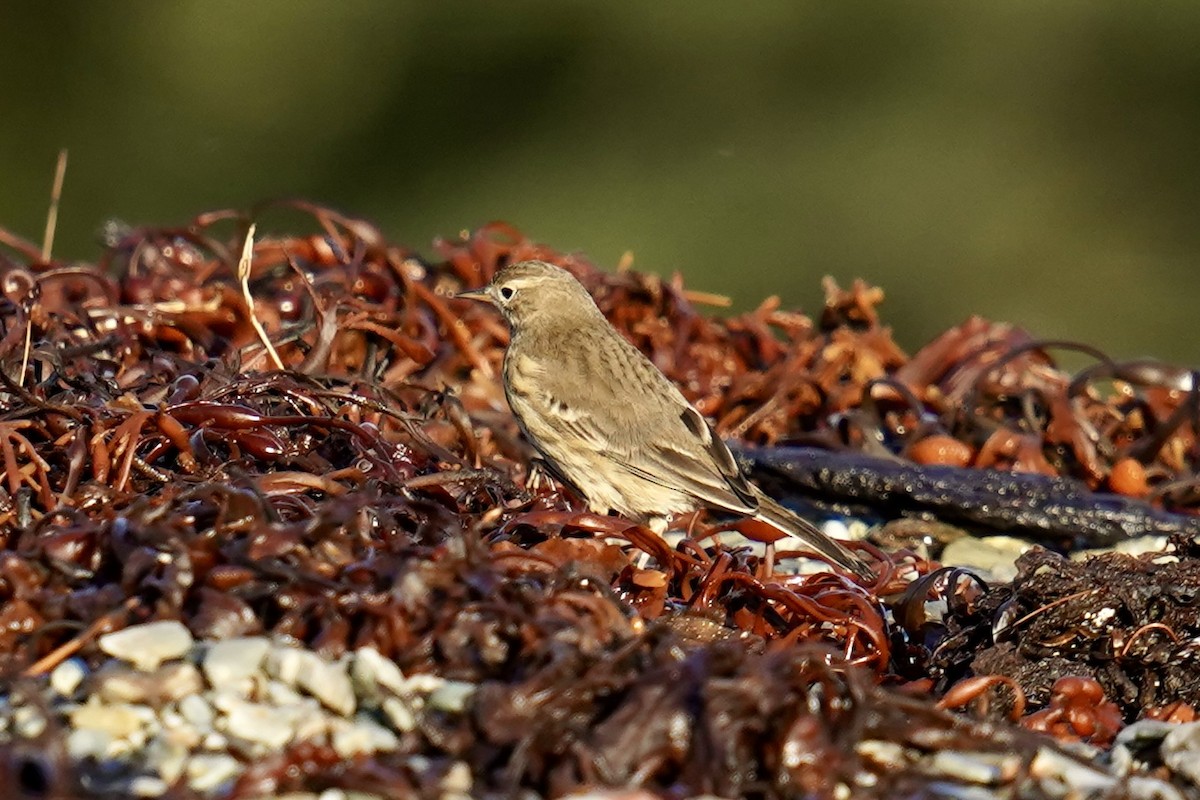 American Pipit - Bob Plohr