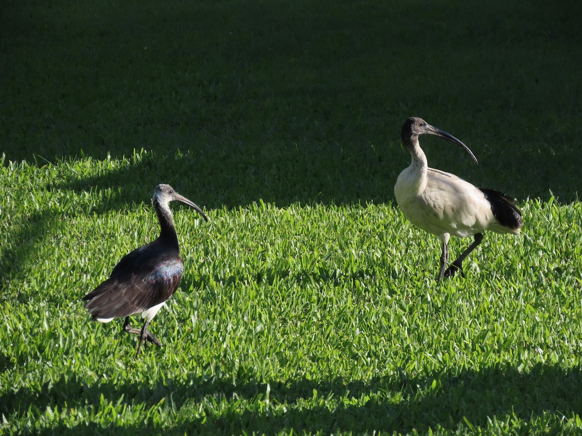 Straw-necked Ibis - ML624223290