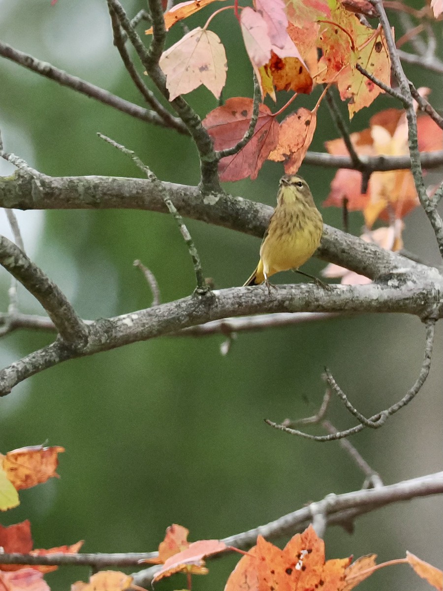 Palm Warbler - ML624223292