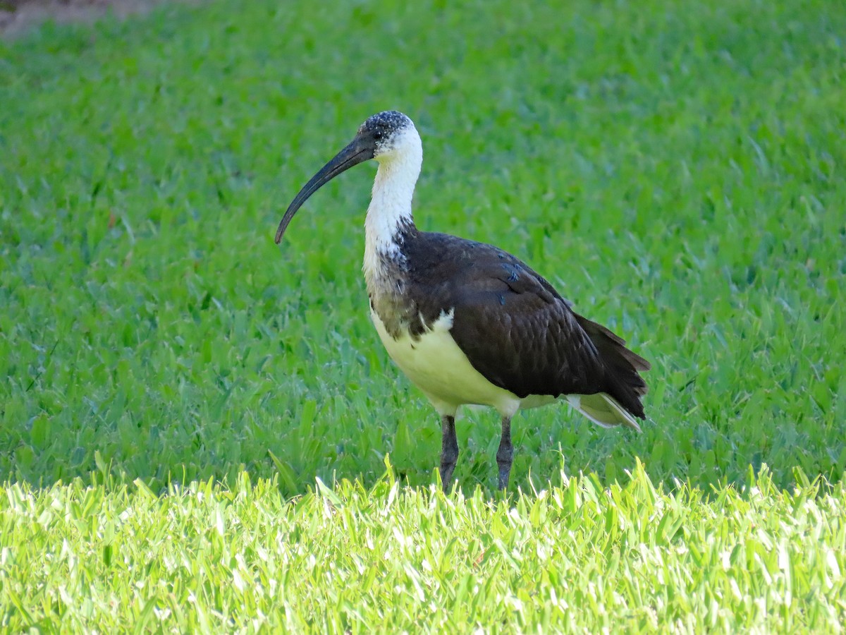 Straw-necked Ibis - ML624223293