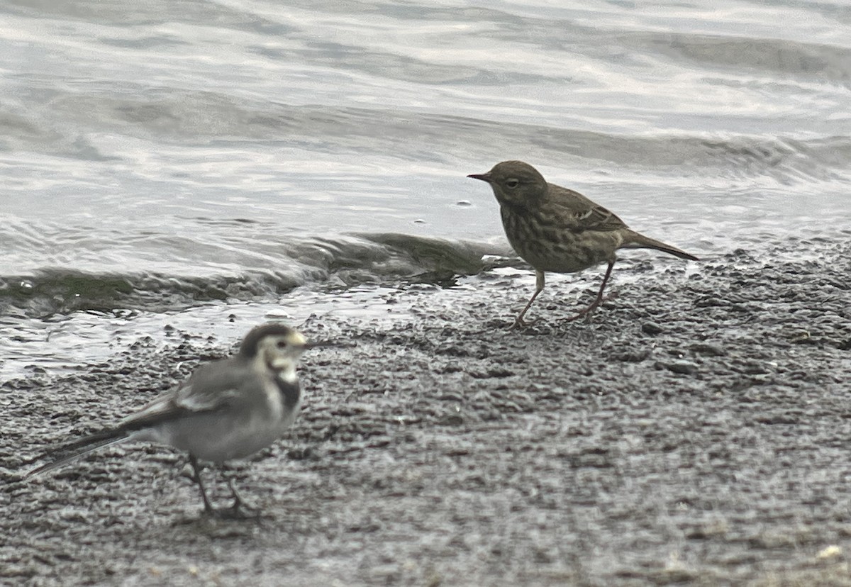 Rock Pipit - ML624223299