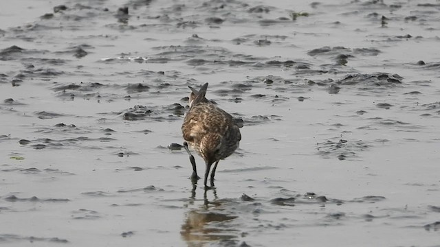 Weißbürzel-Strandläufer - ML624223302