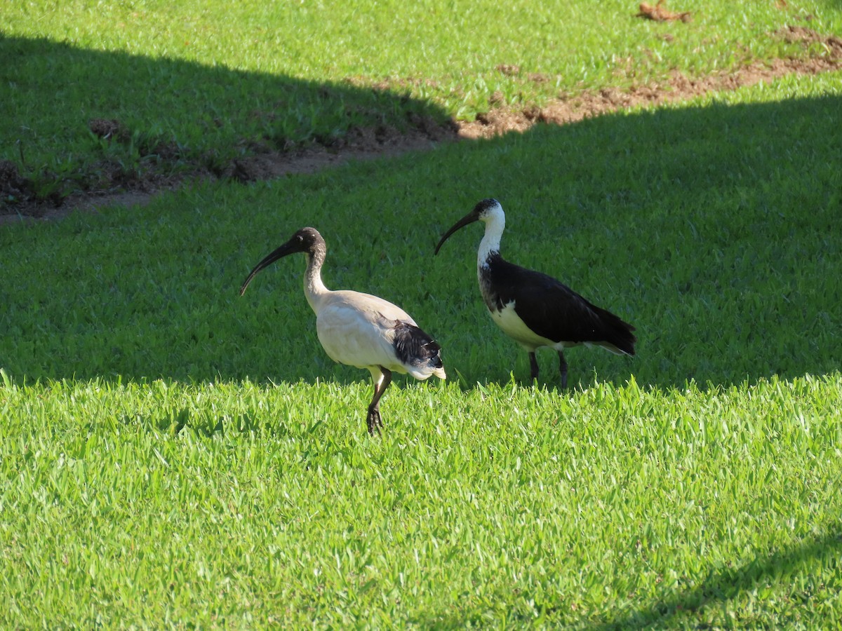 Australian Ibis - ML624223313