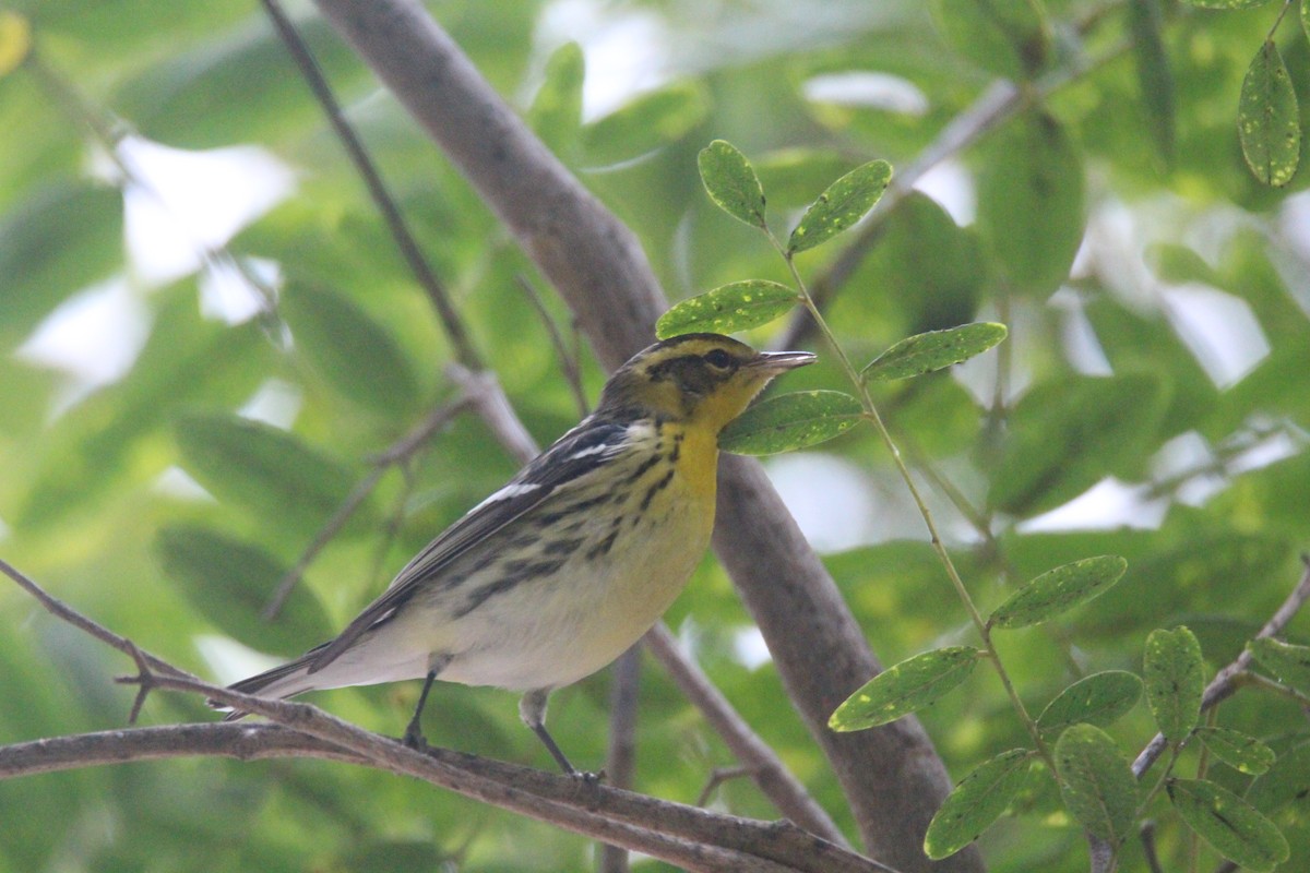 Blackburnian Warbler - ML624223314