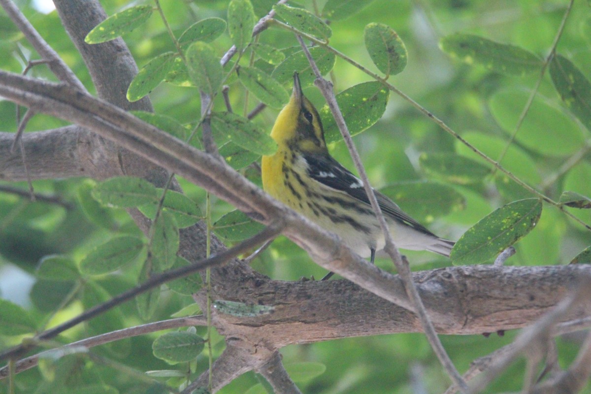 Blackburnian Warbler - ML624223315