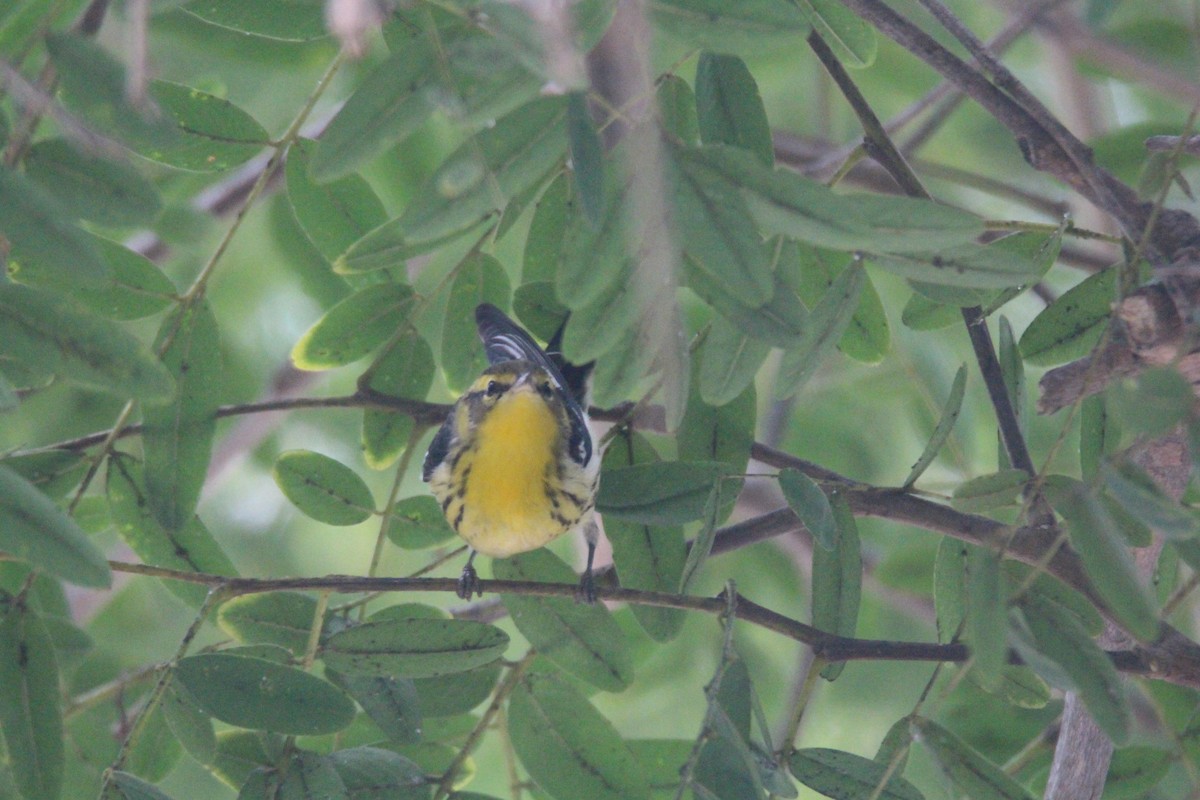 Blackburnian Warbler - ML624223316