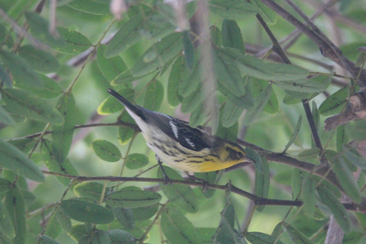 Blackburnian Warbler - ML624223317