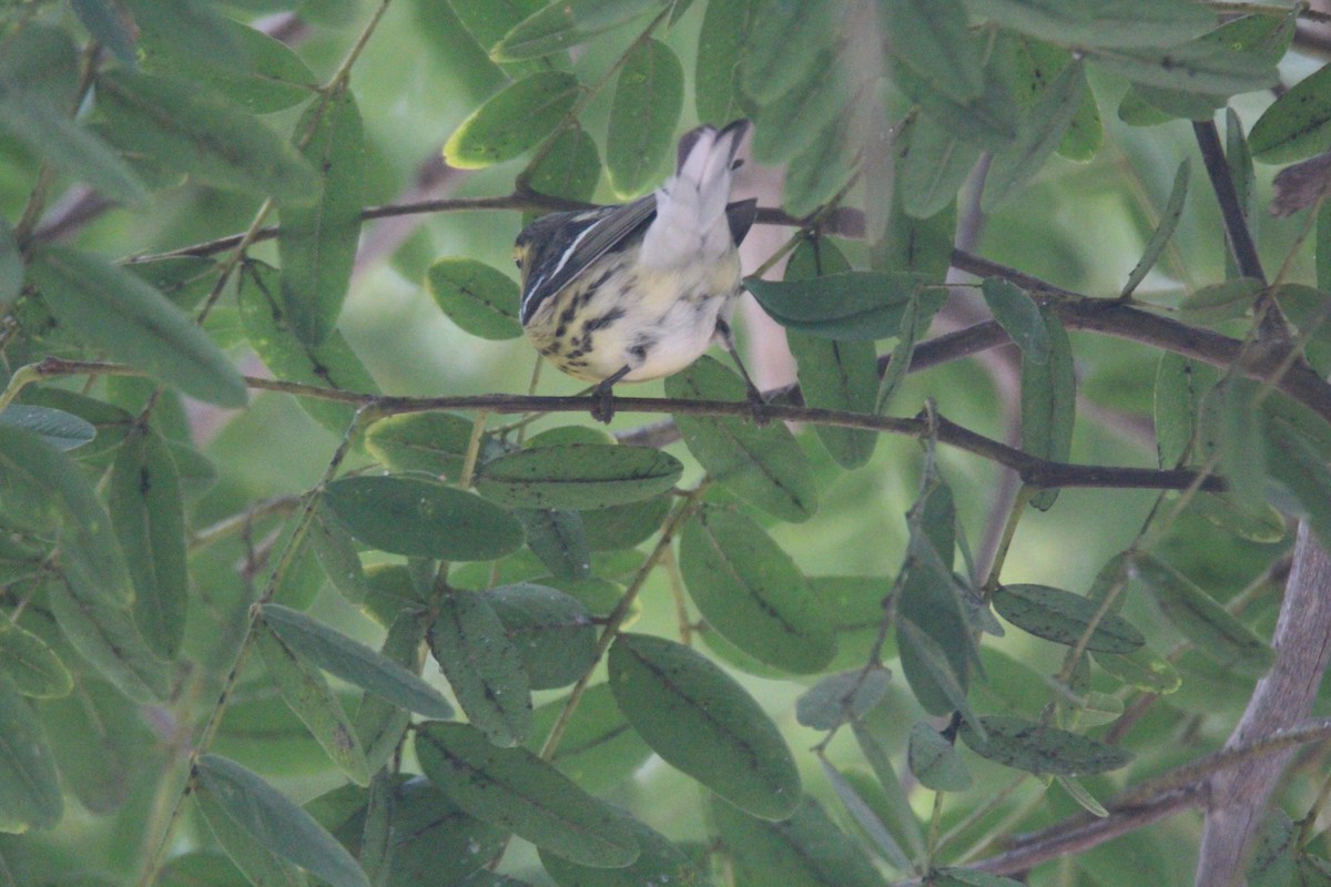 Blackburnian Warbler - ML624223318