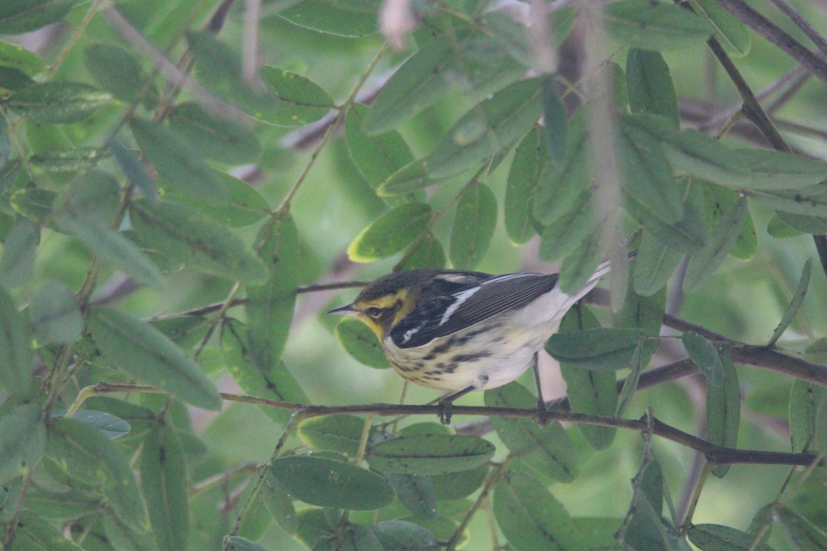 Blackburnian Warbler - ML624223319