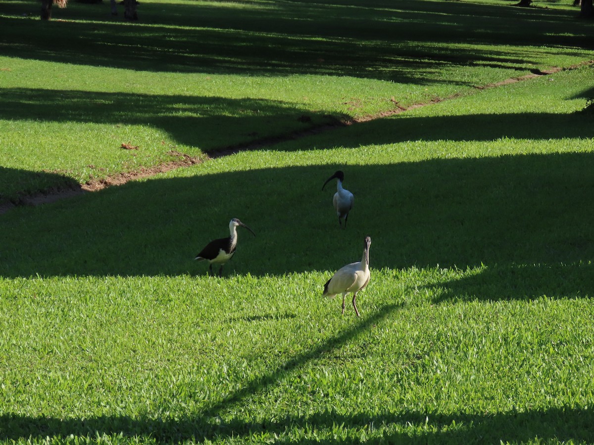 Australian Ibis - ML624223321