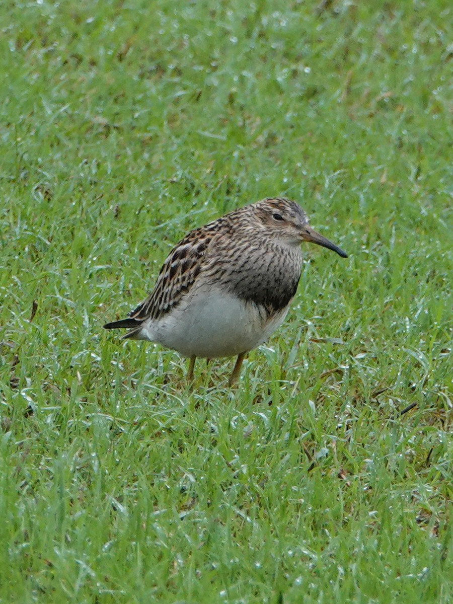 Bécasseau à poitrine cendrée - ML624223326