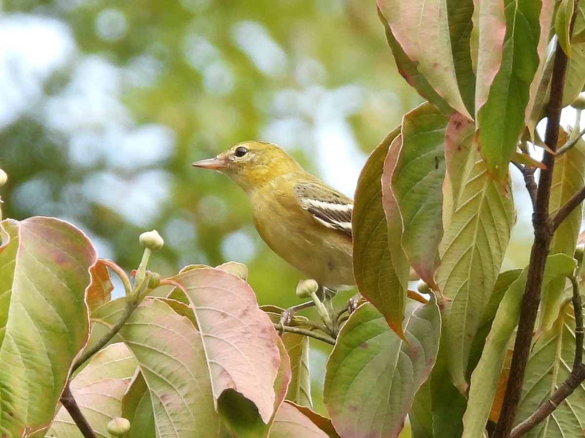 Bay-breasted Warbler - ML624223333