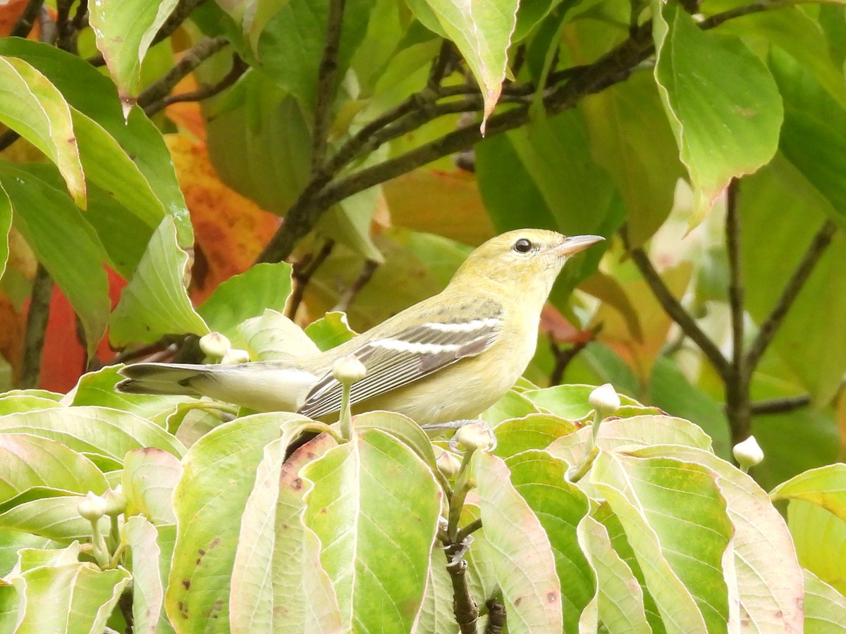 Bay-breasted Warbler - ML624223334