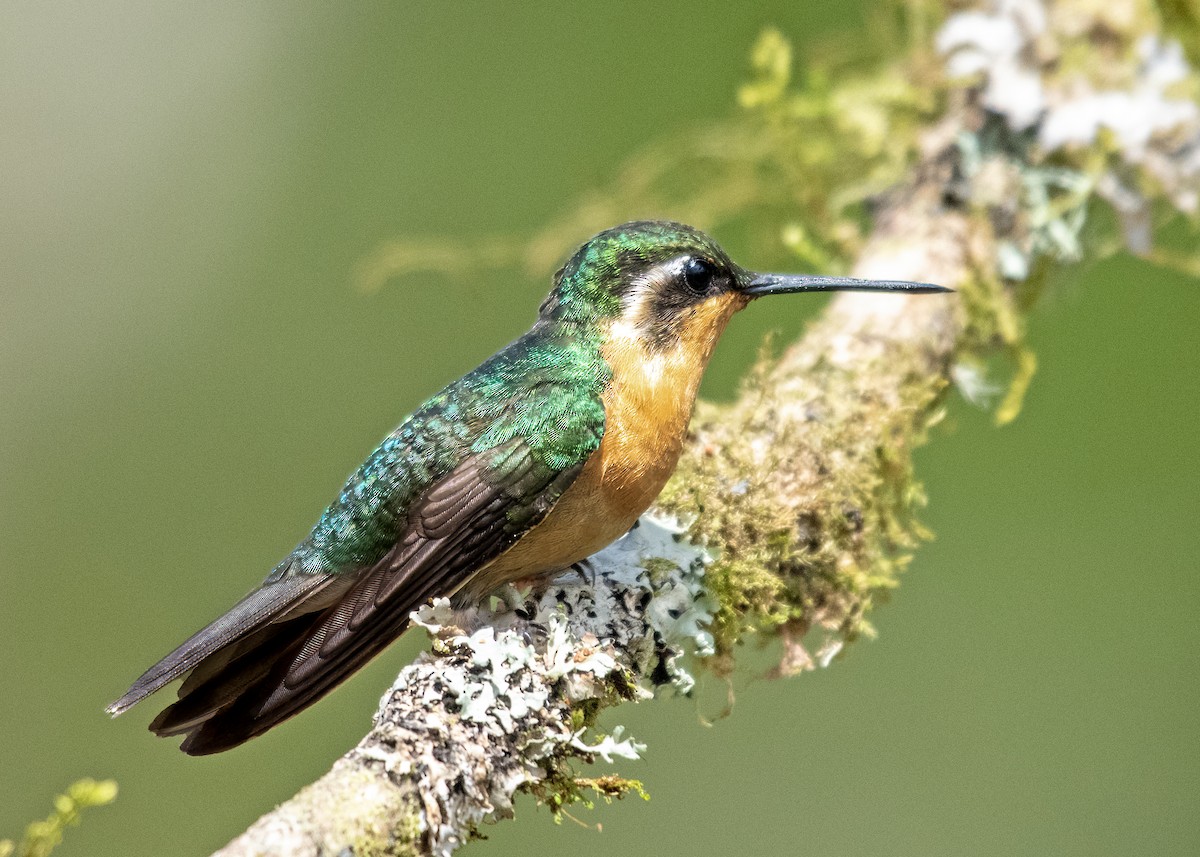 White-throated Mountain-gem - ML624223356