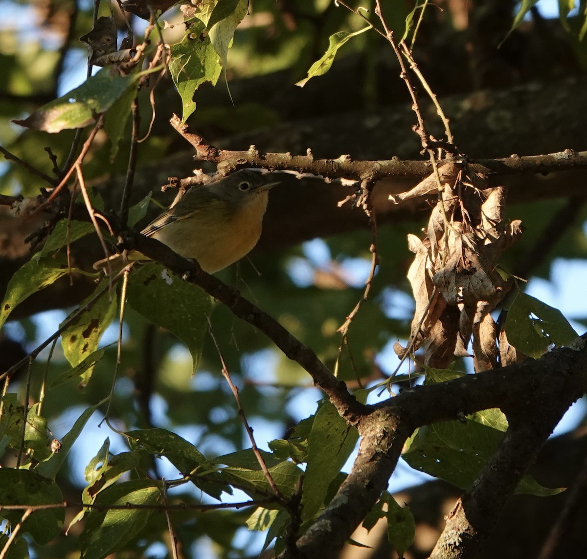 Nashville Warbler - ML624223375