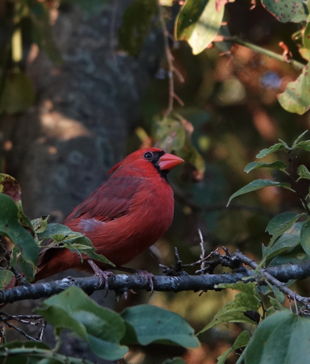 Northern Cardinal - Sherry Mason