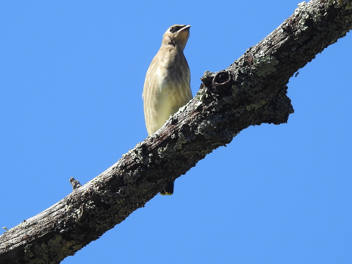 Cedar Waxwing - Doug Wipf