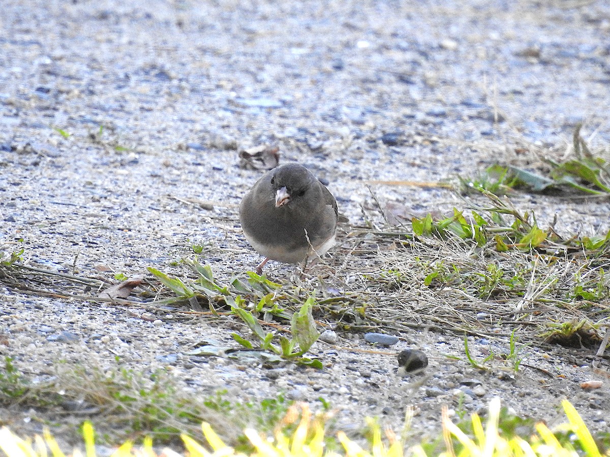 Dark-eyed Junco (Slate-colored) - ML624223391