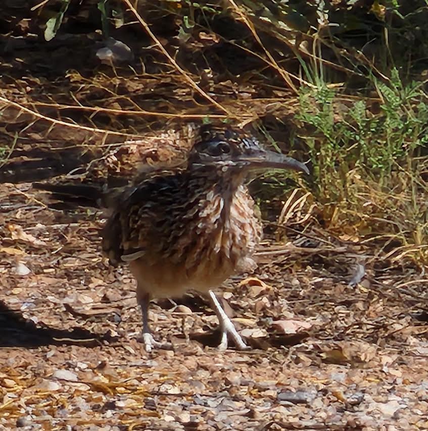 Correcaminos Grande - ML624223409