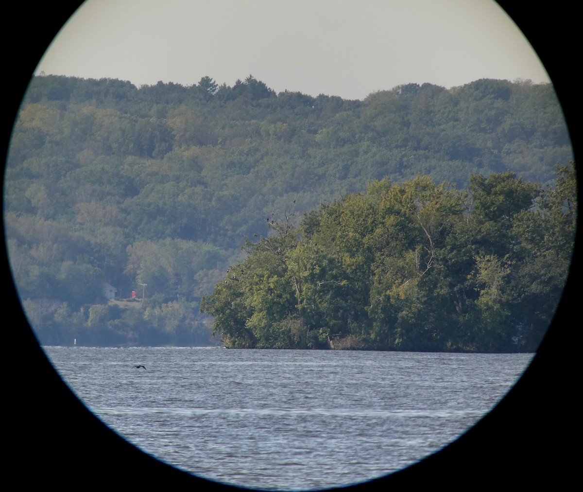 Double-crested Cormorant - ML624223420