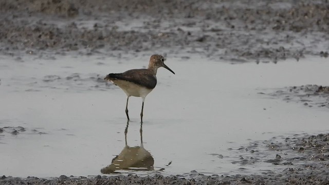 Solitary Sandpiper - ML624223428