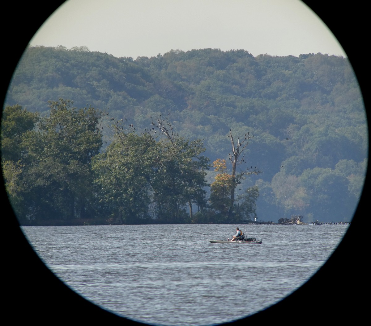 Double-crested Cormorant - ML624223429