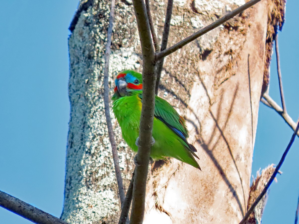 Double-eyed Fig-Parrot - ML624223430