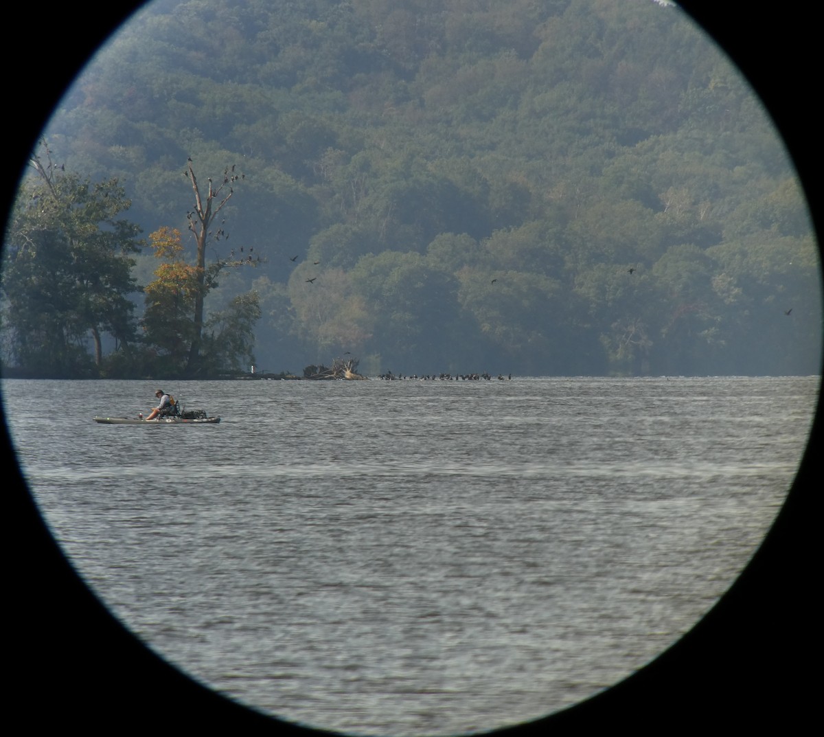 Double-crested Cormorant - ML624223434