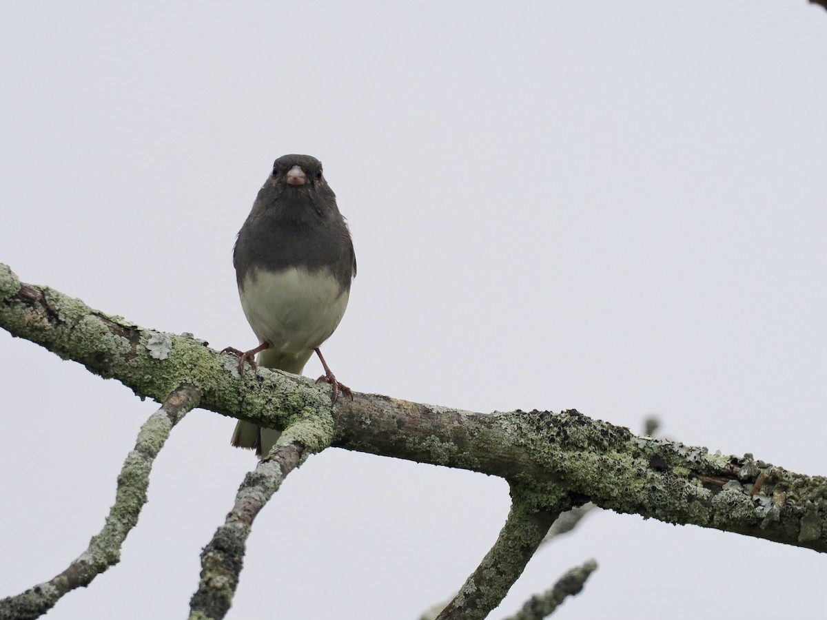 Dark-eyed Junco - ML624223440