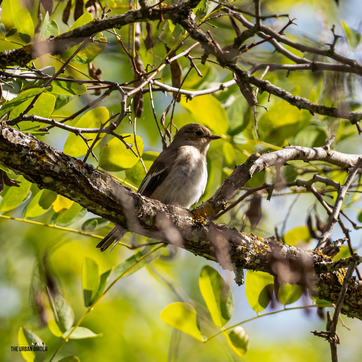 European Pied Flycatcher - The Urban Birder