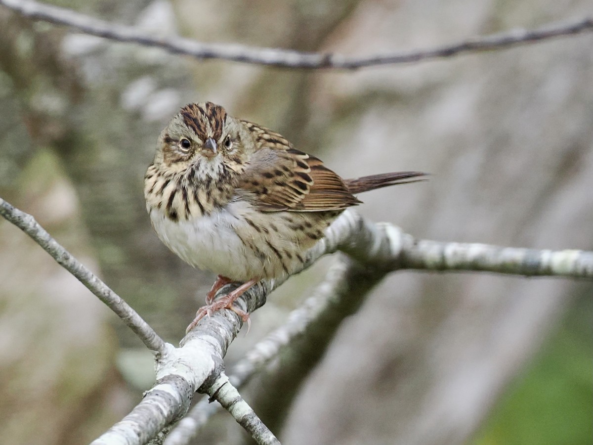 Lincoln's Sparrow - ML624223449