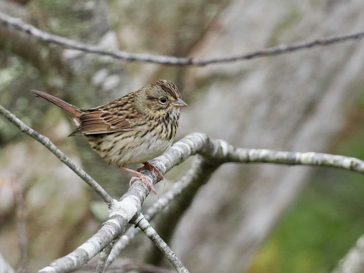 Lincoln's Sparrow - ML624223450