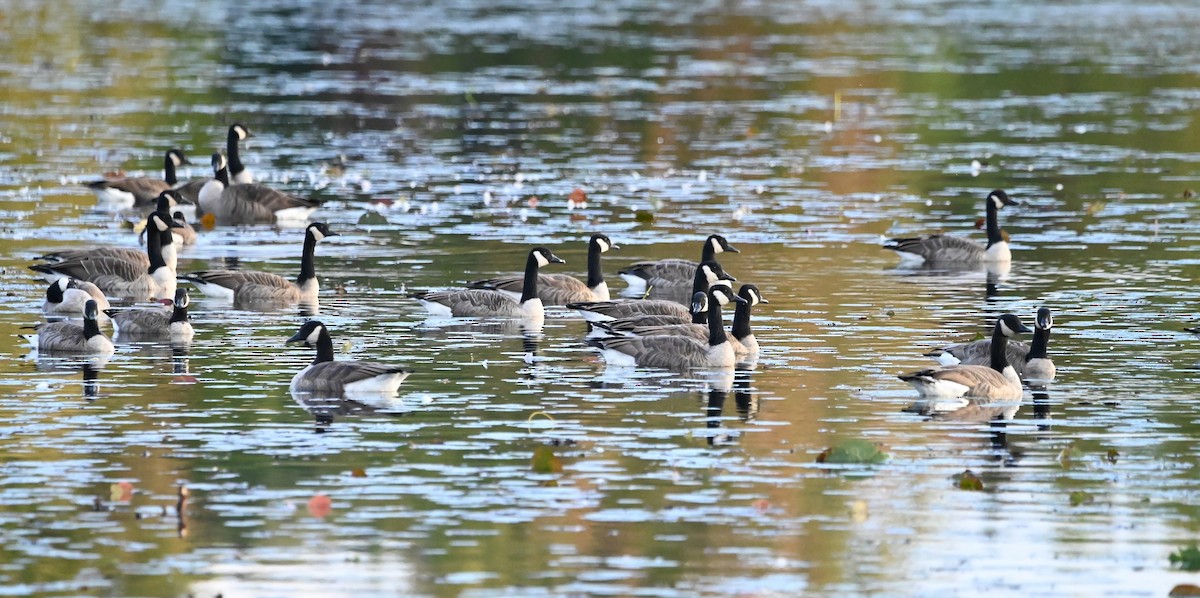 Canada Goose - Raymond Paris