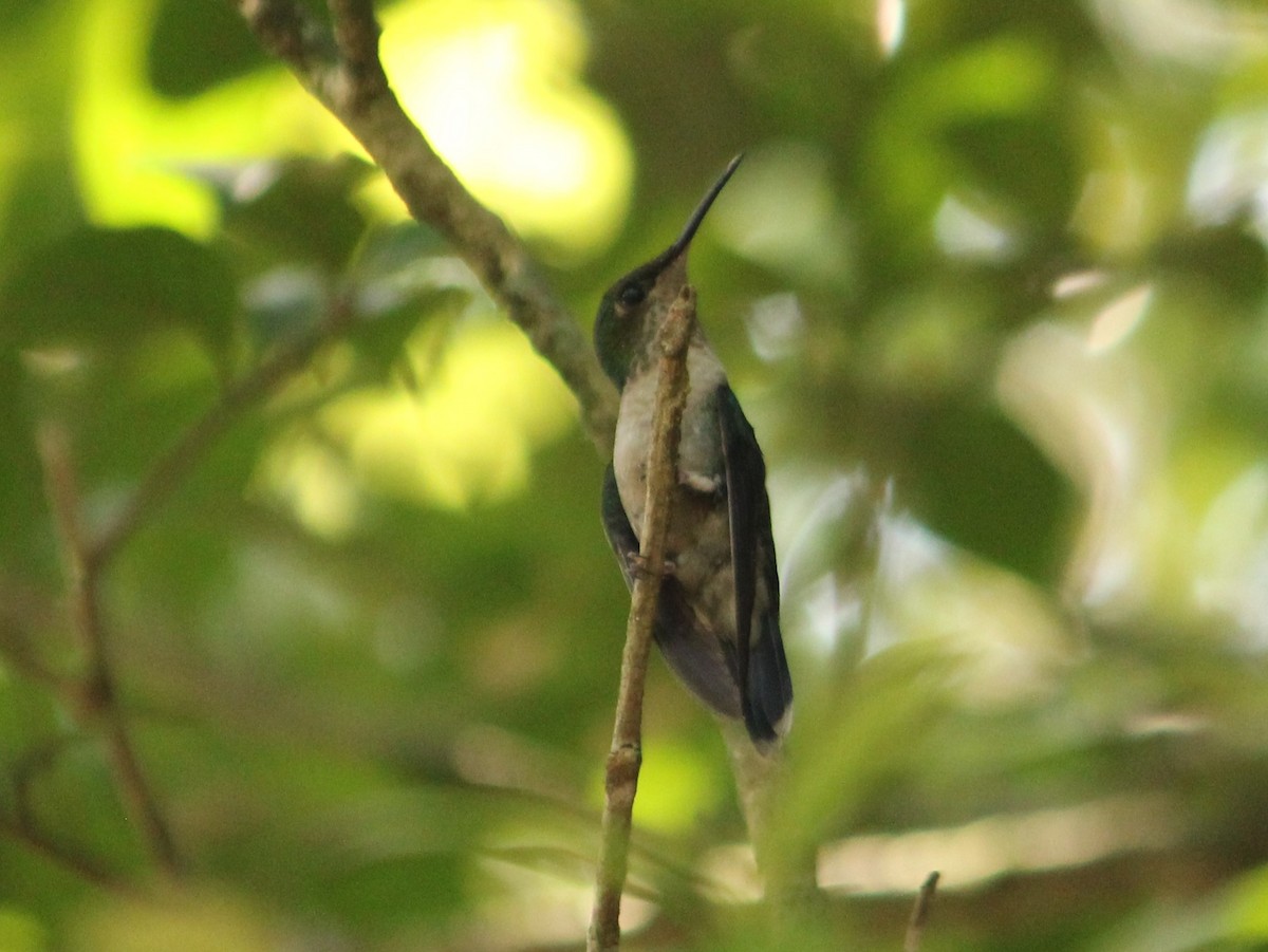 Violet-capped Woodnymph - ML624223456