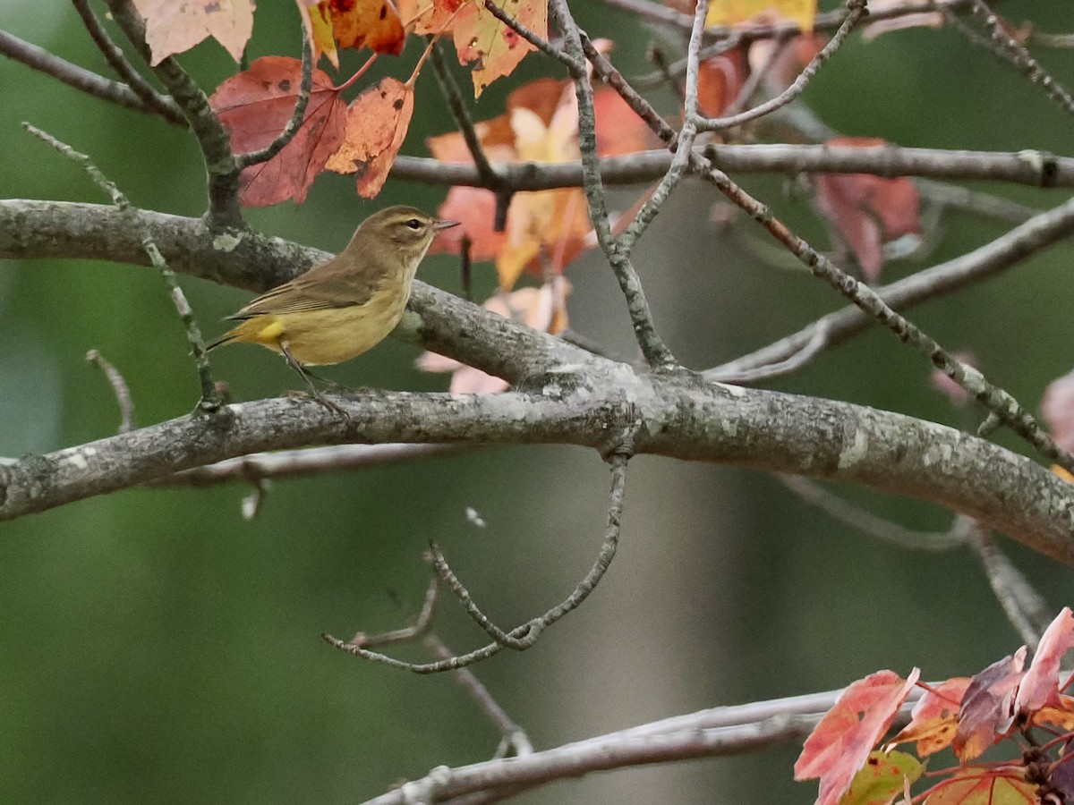 Palm Warbler - ML624223458