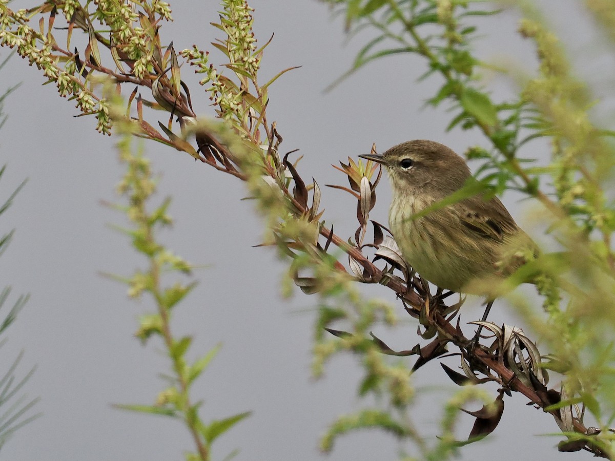 Palm Warbler - ML624223459