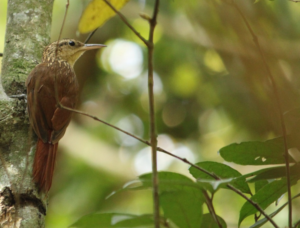 Lesser Woodcreeper - ML624223477