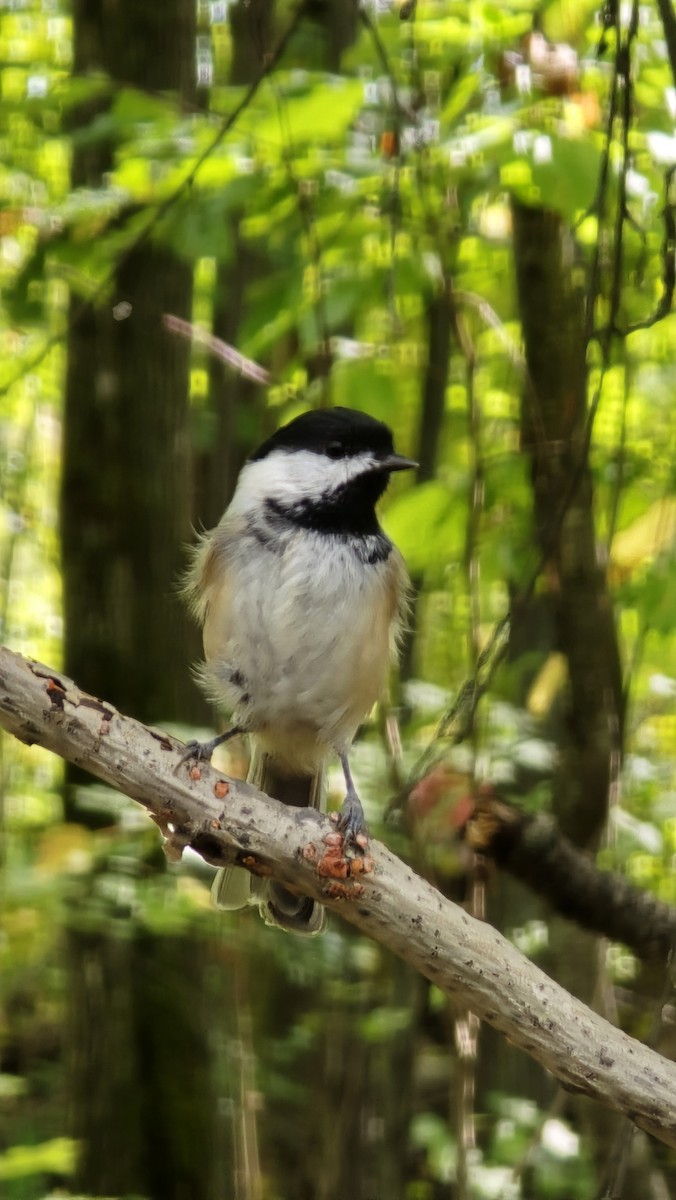 Black-capped Chickadee - ML624223485