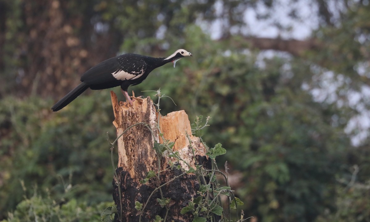 Red-throated Piping-Guan - ML624223487