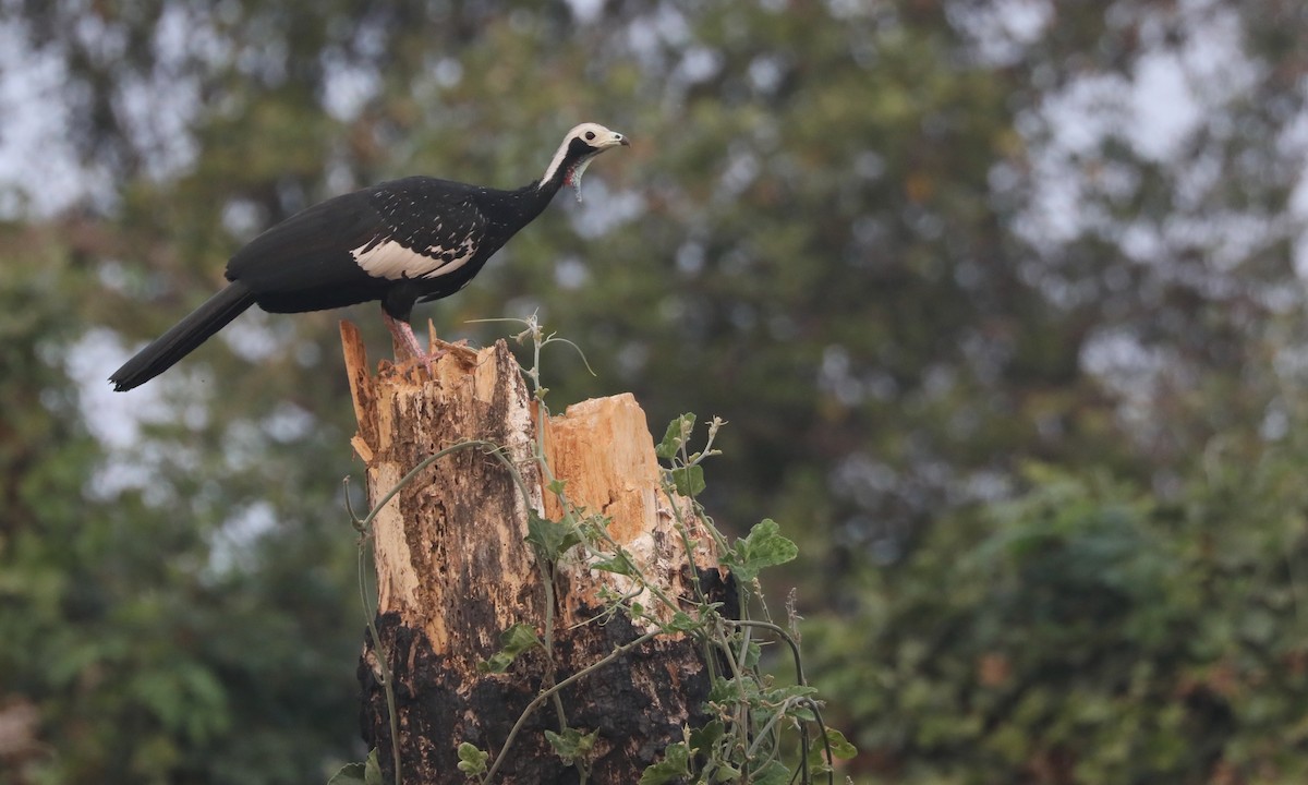 Red-throated Piping-Guan - ML624223489